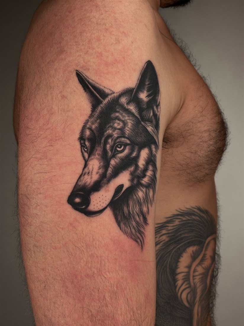 Wolf-Porträt, Realistic